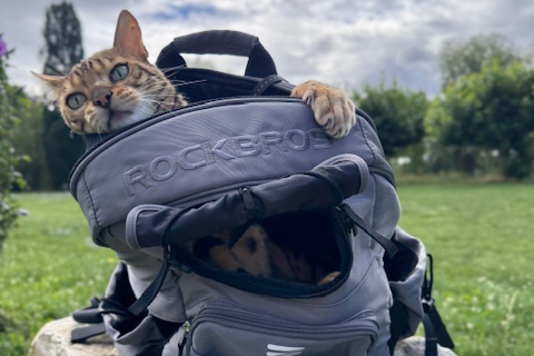 ROCKBROS Rucksack mit Katze – Programm-Anzeige